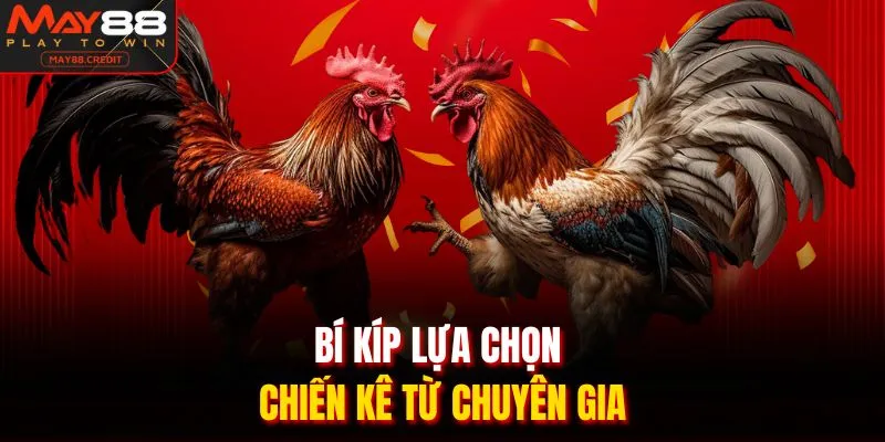 Bí kíp lựa chọn chiến kê từ chuyên gia