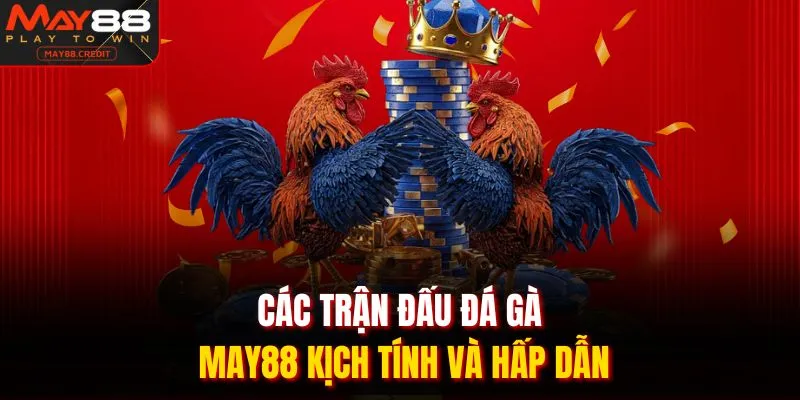 Các trận đấu đá gà May88 kịch tính và hấp dẫn