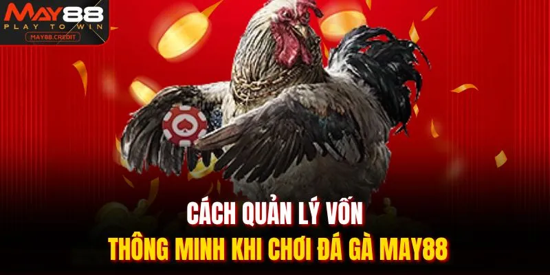 Cách quản lý vốn thông minh khi chơi đá gà May88