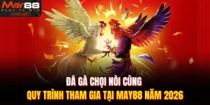 Đá gà chọi nòi