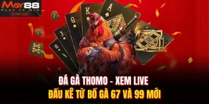 Đá gà Thomo