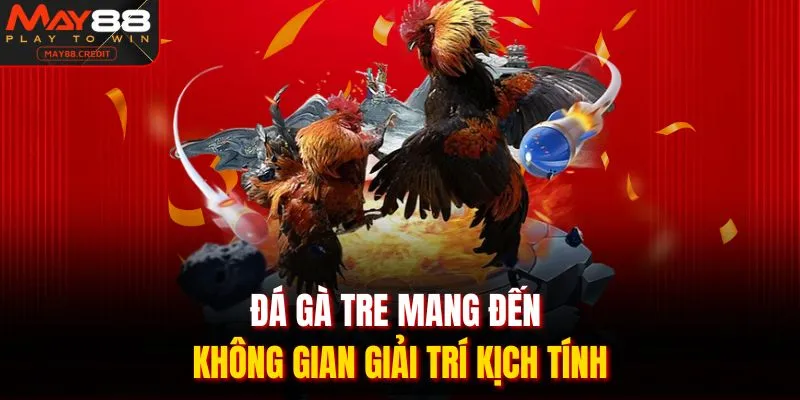 Đá gà tre mang đến không gian giải trí kịch tính