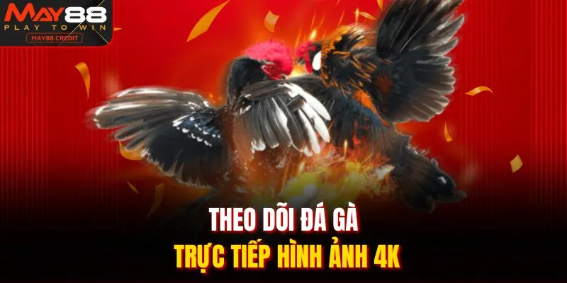 Theo dõi đá gà trực tiếp hình ảnh 4k