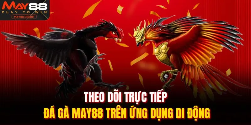 Theo dõi trực tiếp đá gà May88 trên ứng dụng di động